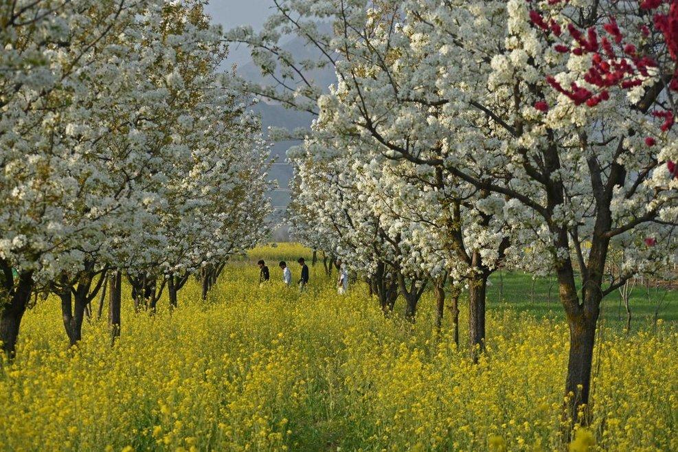 In Photos: Spring In Kashmir